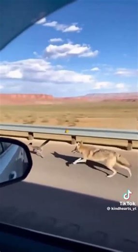 RoadRunner vs Coyote in REAL LIFE — This Is Wild! 😱🏃‍♂️🐦🐺