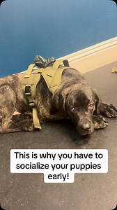 1.6K views · 77 reactions | Lucky Dog Training Club on Reels | Facebook