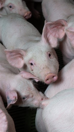 Can gene activity reveal which pigs resist disease? Explore how transcriptomics unlocks the secrets of genetic resilience in livestock. Listen now on all major platforms to the episode