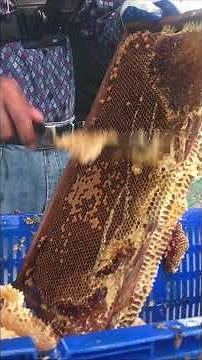 Uncapping Honeycomb 🍯🐝 The Start of Honey Extraction #shorts