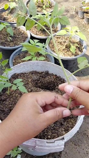 Süvari Qasımgil (@svari.qasmgil)’s videos with orijinal ses - Süvari Qasımgil