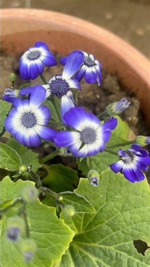 Beautiful Flower Season | Colorful Blossoms & Spring Nature Vibes 💐🌼