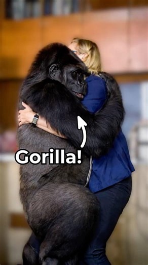 This gorilla could talk to humans...🤔🦍