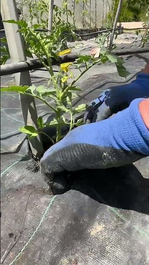 Planting a Truly Special Ligurian Oxheart😱 #tomato #agribros