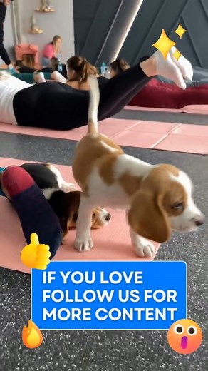 A training session we all need 🐶🥰 . #beaglepuppy #beagle #beagles #trainingday | Beagle corner