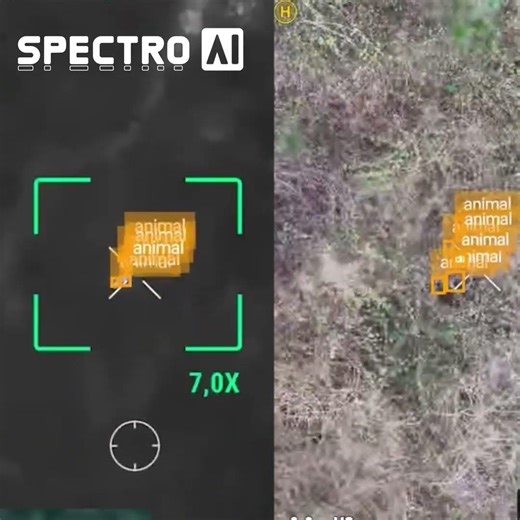 Watch animal detection in action 🎥