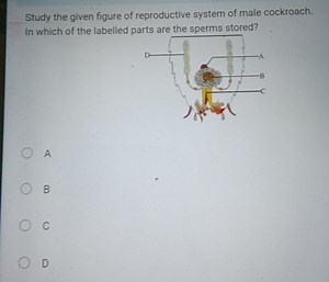 Study the given figure of reproductive system of male cockroach... | Filo
