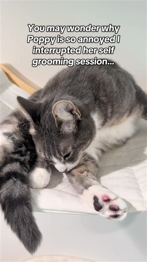 Poppy has been enjoying her sabbatical the last couple weeks. Deckster has temporarily taken over for her and has it all handled! #cat #catlover #catlife #cats #kitten