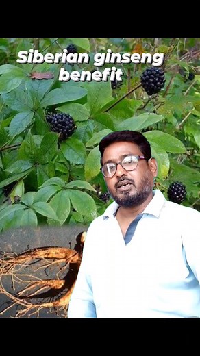 Siberian ginseng tree benefit #reelsvideo #shortsvideos #siberianginseng | Md Misbah Ul Islam