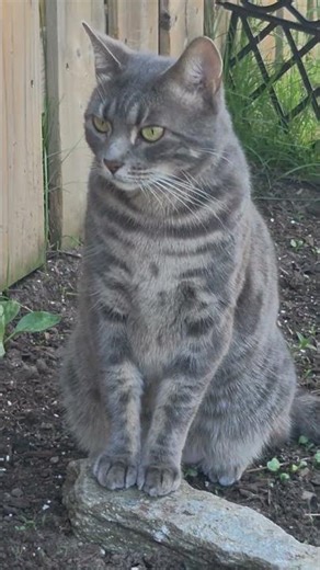 Backyard Princess Robin 👑 #cats #matercat #catsofyoutube #cute #funnycat #lovelycat