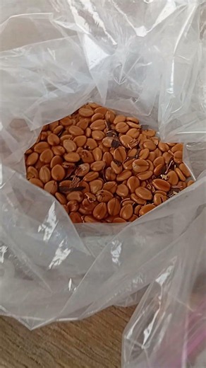 Como hacer germinar la lluvia de oro