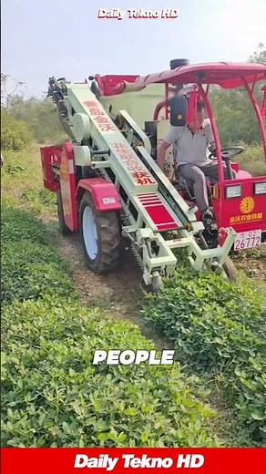 Modern Peanut Harvesting Machine in Action! 🚜 #PeanutHarvester