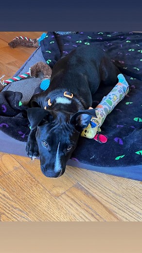 Hullo fren 🐶💛 it’s me, Fayline! I can’t beelieve no one’s adopted me yet 😯 I’m a good gurl — I sit pretty, give kisses, play nice, and wag my tail LOTS. My foster says I’m “the sweetest lil biscuit ever,” whatever that means 🍪 Can ya tell your frens about me? Maybe my forever hooman just hasn’t seen my cute face yet! 🥹 Love n’ lickies, Fayline 💕 🐶 Adoption link in comments! #AdoptFayline #RescuePuppy #BlazinTrailsBottleBabies #ForeverHomePlz #GoodGirl #PuppyLove | Blazin’ Trails Bottle Ba