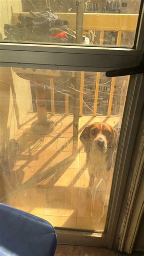 ثنوب ضد نشر الغثيل #snoopythebeagle #famousdogsoftiktok #dogsoftiktok no pets were harmed during this video