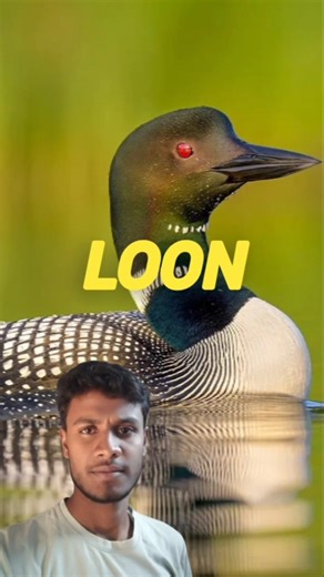 Loon- Underwater Predator 🤯 #shorts #loon