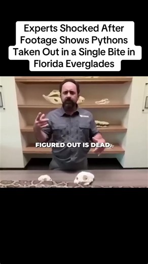 Experts Shocked After Footage Shows Pythons Taken Out in a Single Bite in Florida Everglades