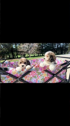 Adorable Cavachon Puppies Spring Adventure 2023 #Cavachon #PuppyLove #SpringtimeFun