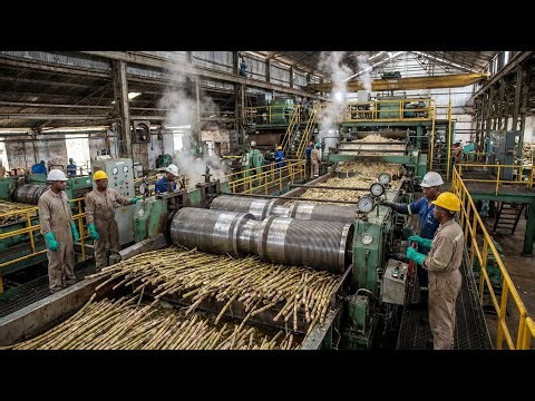Complete Sugarcane Harvesting Process Until It Becomes Sugar in a Modern Factory