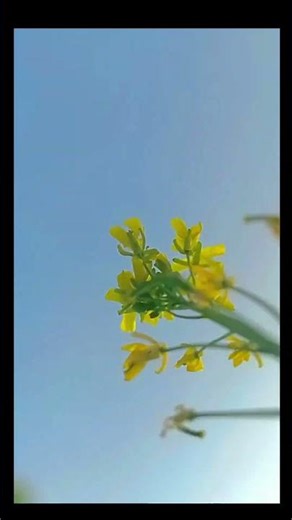 sarson ke khetwa mein jaibu Saini class to kal #youtube 💯💯💯kal ka aaj ka Aaj na gha aaj na