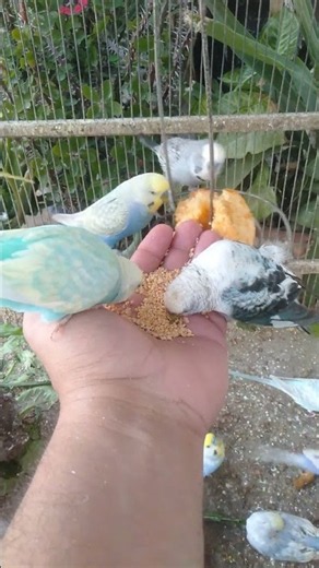 Rainbow Feathers Catching Light While the Bird Sings