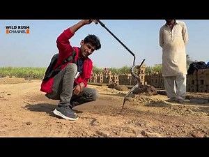 Deadly common krait Rescue | Bungarus caeruleus| Silent killer Awareness Documentary