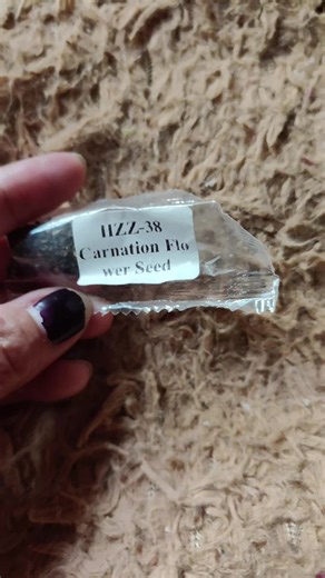 Growing Carnation Seeds: Planting and Care Guide