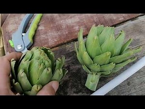 Repiquage des navet et betterave rouge le 29 Avril 2022