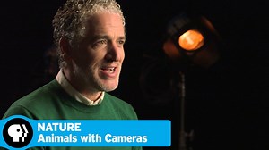 NATURE | Inside Look: Animals With Cameras | PBS