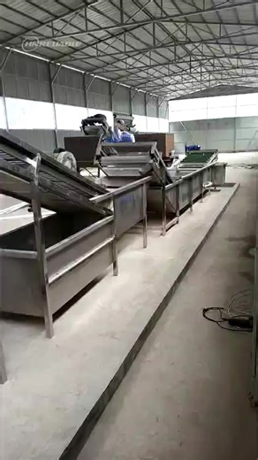 Food Processing Production Line#foodprocessing #foodmachine #garlicprocessing #tiktok