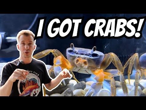 Freshwater RAINBOW CRAB Aquarium