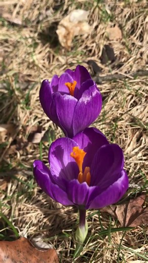 crocus pocus.
