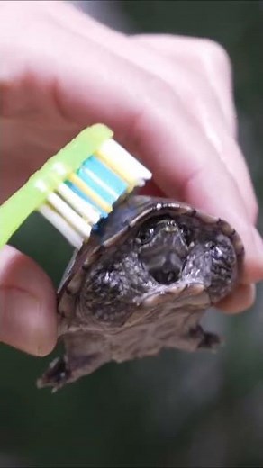 How Do I Clean My Turtle? 🪥