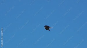 Bird of prey flying against the blue sky