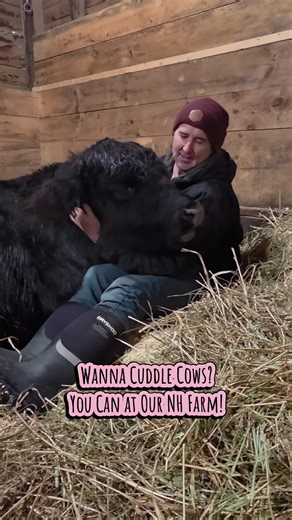 Come cuddle cows at our farm in New Hampshire! Choose your cow, book your session through our website, then come hang out in their stall with them. You can pet, brush, and love on them, and if they lie down, you can snuggle up and let those cares melt away. We're open year-round, rain or shine, by appointment only. #cowcuddling #highlandcow #cowcuddles #newhampshire #cows