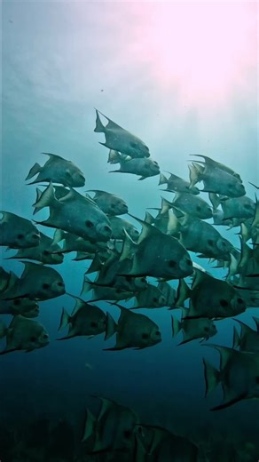 Exploring Underwater Adventures with GoPro