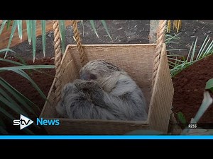 Edinburgh Zoo welcomes Scotland’s only sloths in new exhibit