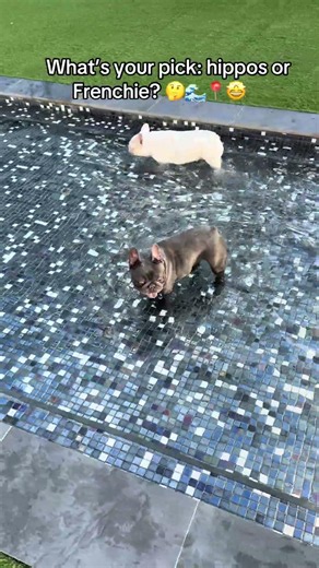 Luxurious Frenchie House Paradise! 🤩📍🌊 #fyp #bulldog #frenchie #puppies #frenchbulldog #reels