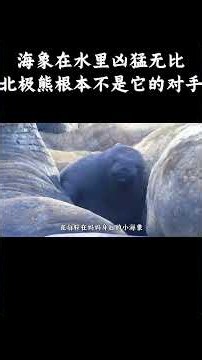 海象在水里凶猛无比，北极熊根本不是它的对手 #趣聞 #大陸 #动物科普