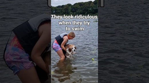 Hilarious beagle facts that prove hounds rule the house