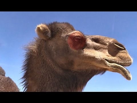 What an angry camel sounds like! And how they kill. (VLOG) جمل غاضب