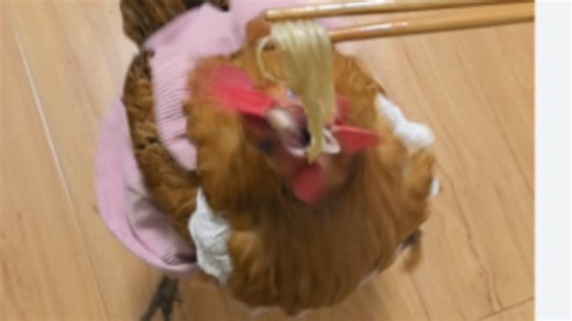 小鸡吃金针菇不是See you tomorrow，是一会见