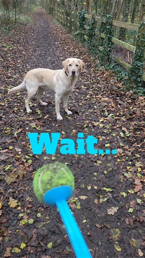 #Masondog #labrador #dog chasing ball.