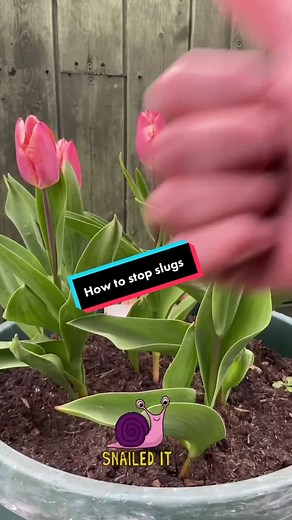 How to stop slugs eating your plants without pesticides! #plants #tiktokdiy #plantdad #didyouknow #slugs