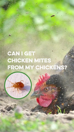 Did you know? Chicken mites might hitchhike on other animals, but rest assured, they won't cause harm! 🚫🐜 These bugs can't survive long in different environments and won't affect other animals or humans the same way they impact chickens. 🌿 To learn more tips and tricks about keeping managing and backyard birds in general check out our blog page https://www.southlandorganics.com/blogs/news . . . #ChickenMites #BackyardBirds #NaturalCare #FeatheredFriends #BlogAlert #SouthlandOrganics #chickens