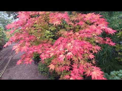 Japanese maple Incredible Miss Maples - Amazing maples 2026