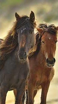 This Remote Island Has Hundreds of Wild Horses #canada #history #maps
