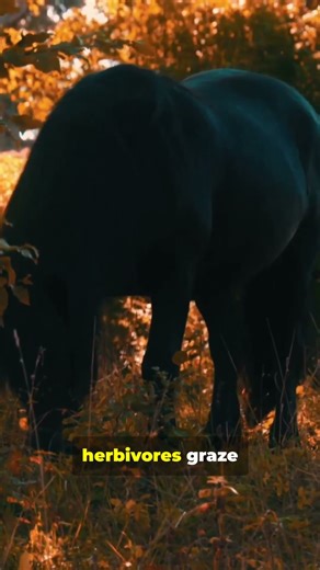 Don't go to Kepler-186f with animals