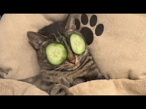 CAT SPA DAY ASMR