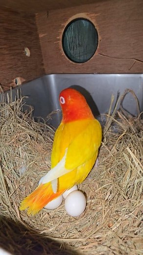 Lovebirds with eggs in the nest box. #lovebirds #reels #birds #parrot | Exotic Pets Aviary