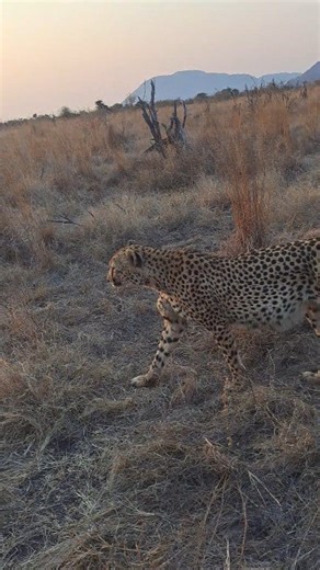 149K views · 3.9K reactions | Watch this beautiful male cheetah walking right past the door of our safari vehicle! #cheetah #safarimoments | All Out Safaris | Facebook